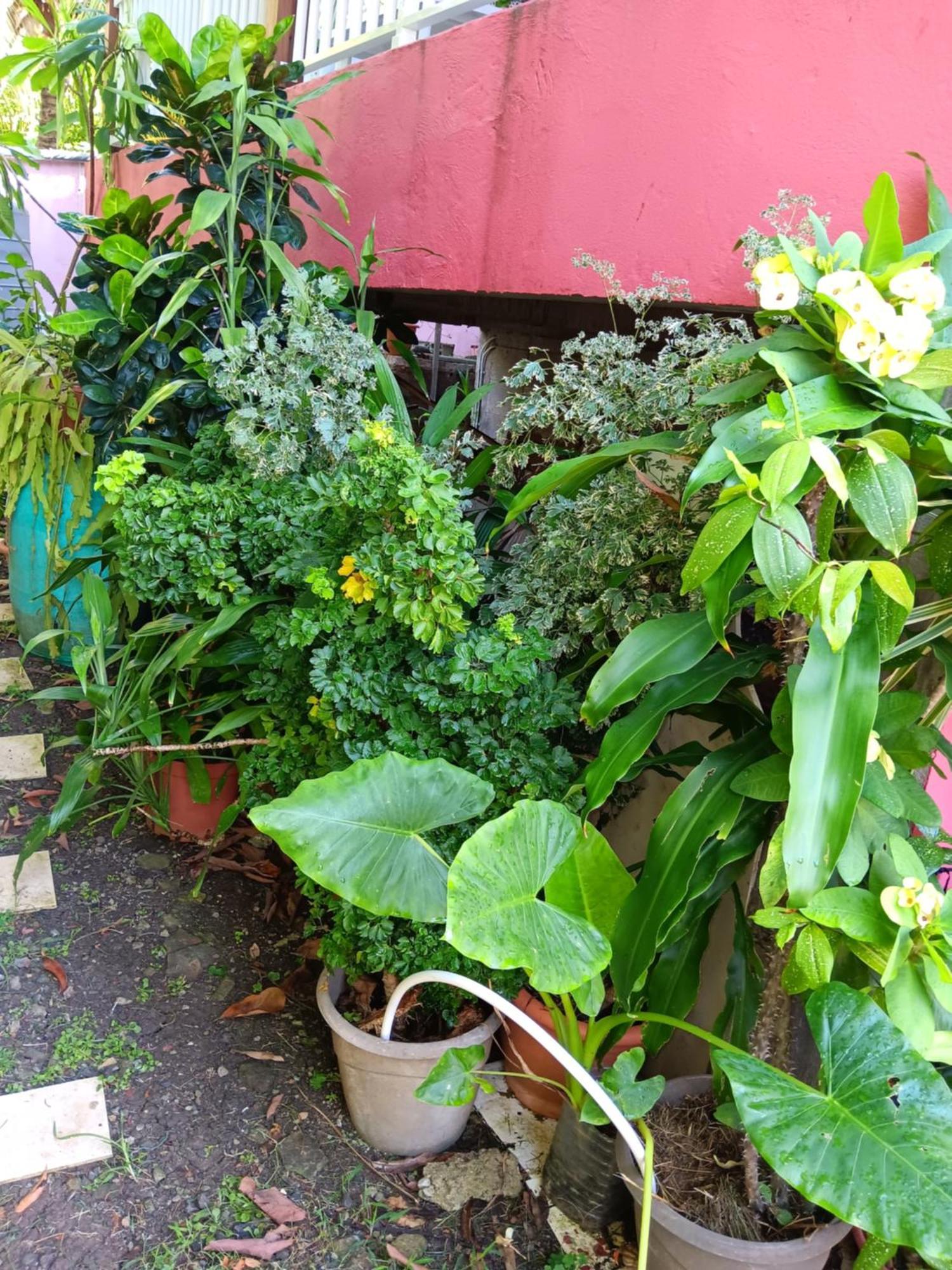 Sous Le Manguier Apartment Sainte-Anne Luaran gambar